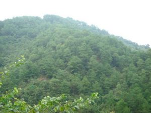 上下核桃自然村 上下核桃自然村