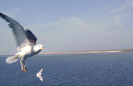 翔雲島國家森林公園 翔雲島國家森林公園