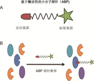 分子探針 分子探針