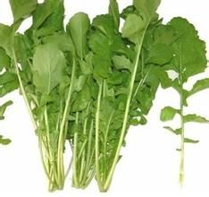 芝麻菜（原變種）