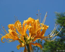 金花石蒜 金花石蒜