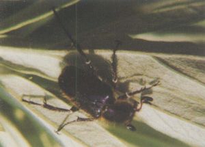 長角絨毛金龜 長角絨毛金龜