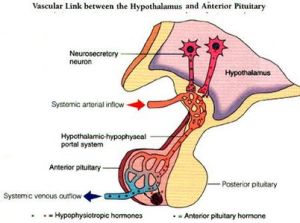 垂體前葉 垂體前葉