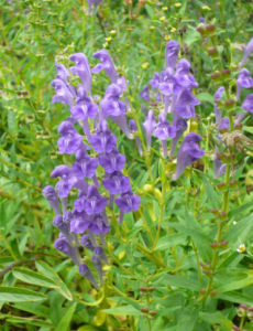 毛葉黃芩 毛葉黃芩