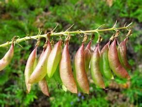精緻野豌豆 精緻野豌豆