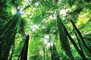 桫欏王國 桫欏王國