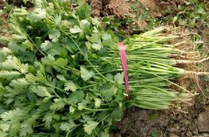 四季香菜 四季香菜