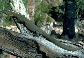 莫頓巨蜥 莫頓巨蜥