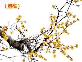 蠟梅[南宋楊萬里的詩作]
