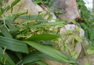 扁莖羊耳蒜 扁莖羊耳蒜