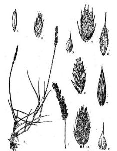 毛沙蘆草(變種) 毛沙蘆草(變種)