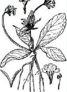 地皮消屬 地皮消屬