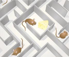 老鼠走迷宮 老鼠走迷宮