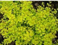 工布小檗 工布小檗