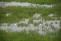 沭河古道濕地公園