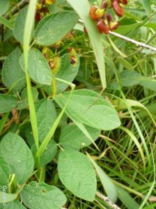 黃毛野扁豆 黃毛野扁豆