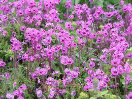 蔣氏馬先蒿 蔣氏馬先蒿