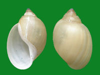 泉膀胱螺 泉膀胱螺