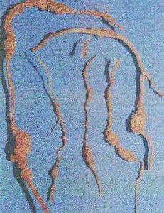 葡萄根結線蟲 葡萄根結線蟲