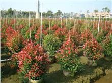 紅花銀樺 紅花銀樺