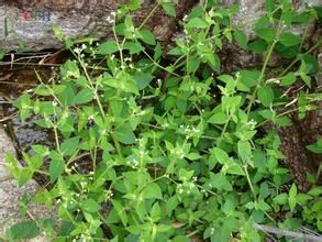 光萼新耳草 光萼新耳草