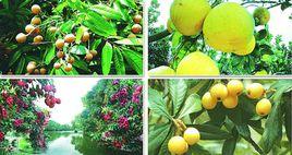 莆田四大名果 莆田四大名果