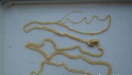 亞洲牛帶絛蟲 亞洲牛帶絛蟲