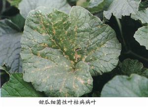 甜瓜細菌性葉枯病 甜瓜細菌性葉枯病