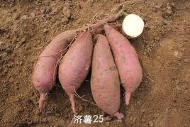 濟薯25 濟薯25