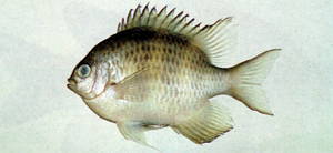 （圖）庫拉索凹牙豆娘魚