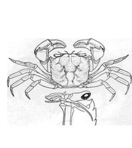 天津厚蟹 天津厚蟹