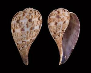 膨肚枇杷螺 膨肚枇杷螺