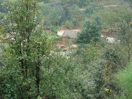 小箐村[峨山縣甸中鎮小河村民委員會下轄村]