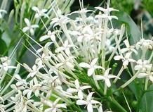 絨毛大沙葉 絨毛大沙葉