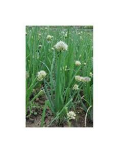 青蔥[用於描寫顏色或是景色的形容詞]