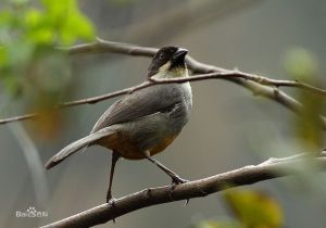 銹腹藪雀 銹腹藪雀