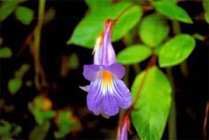 長圓葉唇柱苣 長圓葉唇柱苣