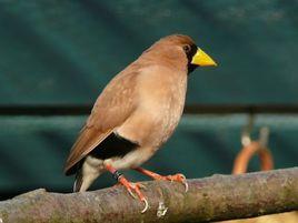 黑喉草雀 黑喉草雀