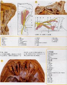 眼外肌廣泛纖維化綜合徵