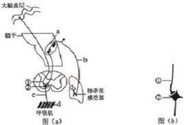 肺牽張反射 肺牽張反射