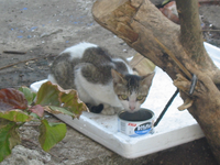 保持警戒的街貓