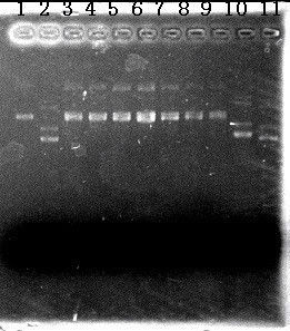 分子生物學[自然科學門類]