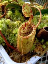 巨型豬籠草
