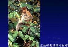 亞熱帶常綠闊葉林