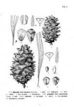 台灣五針松 台灣五針松