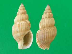 老克拉峨螺 老克拉峨螺