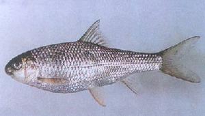 南方白甲魚
