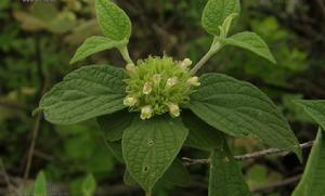 大葉豆腐柴 大葉豆腐柴