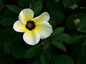 時鐘花科 時鐘花科