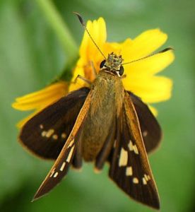黃紋孔弄蝶 黃紋孔弄蝶